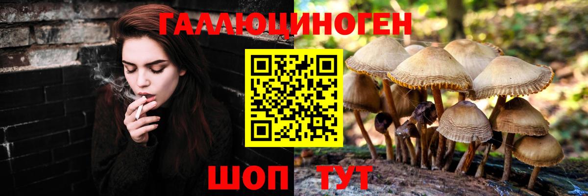 Псилоцибиновые грибы Psilocybine cubensis Осинники